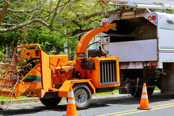 Best Leaf Removal  in St Clair Shores, MI